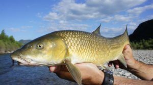 Fly Fishing in the Pyrenees